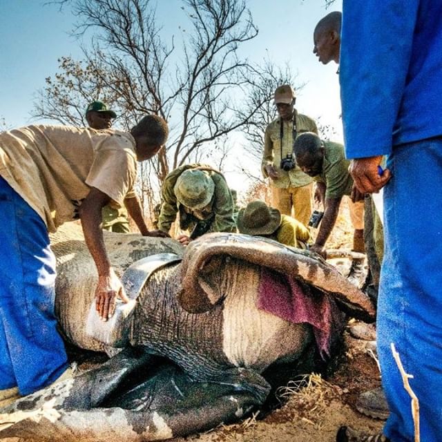 Chizarira National Park elephant project update:⠀
.⠀
The #elephant research project initiated by ALERT in partnership with Zimbabwe Parks and Wildlife Management Authority is the first elephant collared in the Sebungwe region this century.  The elephant cow named “Nyasha” is part of a herd of 30 animals and the data being collected on her movements, core areas and feeding preferences are tied in with the objectives of the Zimbabwe Elephant Management Plan 2015-2021.⠀
.⠀
Nyasha has been actively tracked via VHF and GPS over the past two months. The research on this herd has already yielded interesting preliminary data such as home ranges, population dynamics and habitat use, but much more data is needed before the status and condition of the elephant population is known. With more collars, we will be able to obtain meaningful data of the elephant populations within the whole Park and will be in a position to advise the Parks Authority on conservation measures. ⠀
.⠀
This herd of elephants has not gone out of the Park into the surrounding communal lands to date. Part of our research is to establish the occurrence of any Human elephant conflict incidences outside of the Protected Area and to define traditional elephant migratory corridors.⠀
.⠀
We will keep you updated on the progress of this project.⠀
.⠀
.⠀
.⠀
#saveelephants #savetheelephants #loveelephants #animallovers #wildlife_vision #elephantlove #elephant🐘 #africanelephant #conservation #conservationprojects #conservationproject #alert #lionalert #wildlifeencounter #nature #natural #wild #wildlife #chizarira #zim #research #researcher #researchers #elephantconservation.