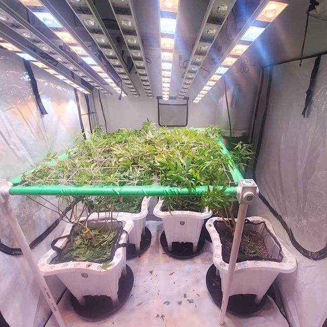 Finally got the scrog over these large mommas. Swipe to see the before and after! It was no easy job...
This is going to be a super amazing run I cannot wait!  In the buckets we have #CannaMontana #PurpleDrankBreath #BearToothBiscotti
& #PineapplePupil
•#5x5Tent from @officialhighdrogro
•4 #10galBuckets from @thebucketcompany
•#ScrogNetKit from @thebucketcompany 
All that we are missing is a #MonitoringDevice from @getpulse.co 
A #RagingKush from @scynceled
And a new fan and filter from @acinfinityinc
Once we get those few last things this setup will be complete!! In the mean time, #LetsGrowSomeTrees 💪🌲💦
#WeDontGrowTheSame
#KingJayGardens
#SecretLaboratory
#SpaceLab
#SpaceWeedForThePeople
#WeOutHere
#LivingSoil
#NoBottles
#NoSynthetics
#SauceKingz.